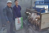 豬場(chǎng)老板說：用黑馬料，效益就是好 