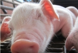 我國發現新型重組豬流感病毒 具有人畜共患病傳播可能