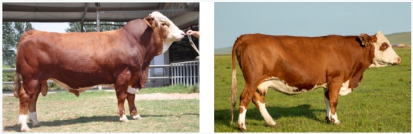 “華西牛”來了！打破肉牛核心種源卡脖子難題，我國用了43年